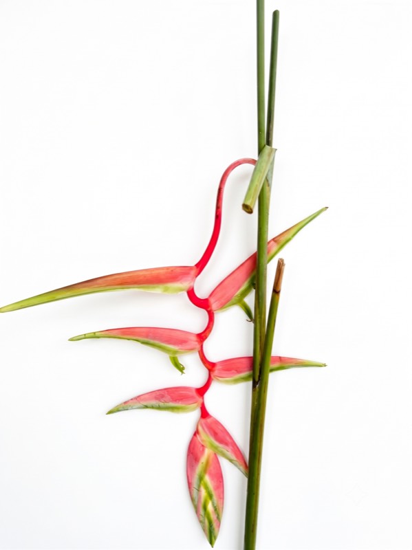 Sexy Pink cut flower